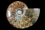 Polished, Agatized Ammonite (Cleoniceras) - Madagascar #88148-1